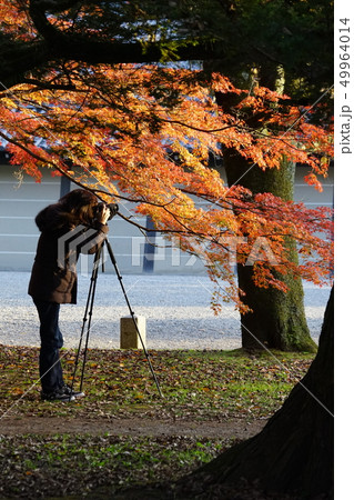 紅葉を撮る人 紅葉を撮る人 49964014