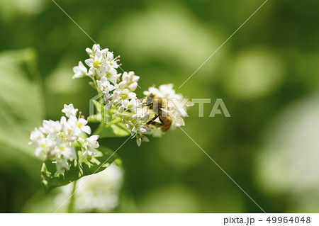 蕎麦の花とミツバチ ソバの花 蕎麦の花 ミツバチ セイヨウミツバチ 昆虫 はちみつ 蕎麦の花とミツバチ ソバの花 蕎麦の花 ミツバチ セイヨウミツバチ 昆虫 はちみつ 49964048