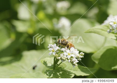 蕎麦の花とミツバチ　ソバの花　蕎麦の花　ミツバチ　セイヨウミツバチ　昆虫　はちみつ　 49964049
