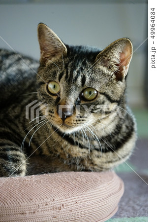 キジトラ子猫 49964084