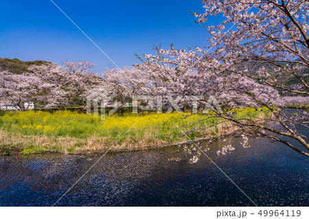 （静岡県）松崎町・那賀川の桜　花筏 49964119