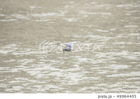 The flying birds foraging on sand In the sea. The flying birds foraging on sand In the sea. 49964405