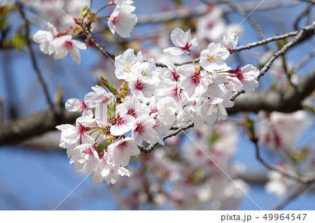 サクラ　（桜） 49964547
