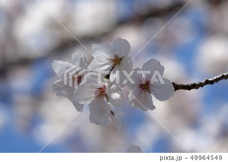 サクラ (桜) サクラ (桜) 49964549