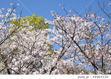 サクラ　（桜） 49964556