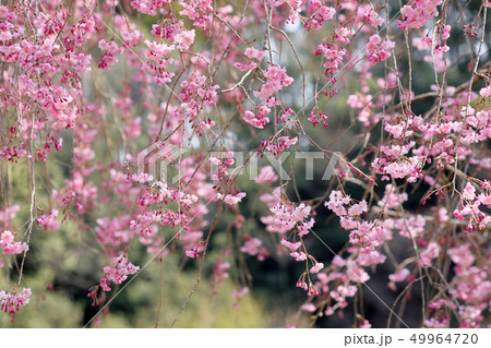 シダレサクラ シダレサクラ 49964720