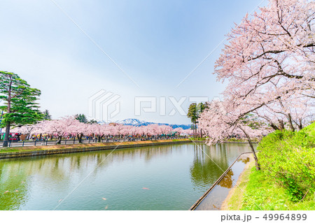 日本の春 新潟県上越市 高田公園の桜並木と妙高山 日本の春 新潟県上越市 高田公園の桜並木と妙高山 49964899