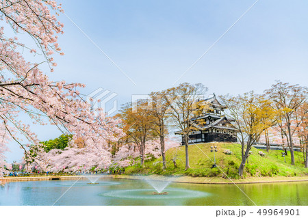 日本の春 新潟県上越市 高田城三重櫓と桜並木 49964901