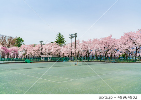 日本の春 新潟県上越市 高田公園第1庭球場の桜並木 日本の春 新潟県上越市 高田公園第1庭球場の桜並木 49964902