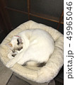 猫熟睡 49965046