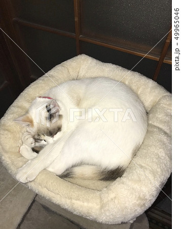 猫熟睡 49965046