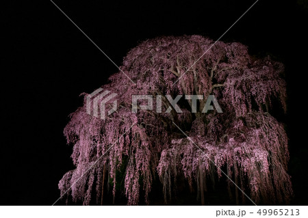 二本松市　合戦場のしだれ桜 49965213