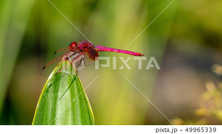 赤トンボ クローズアップ 赤トンボ クローズアップ 49965339