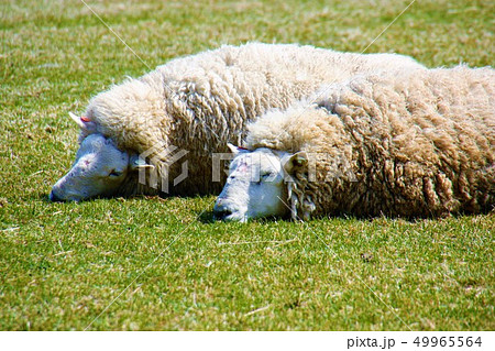 羊の睡眠 49965564