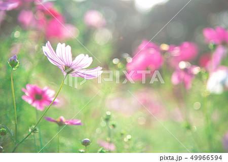 キラキラ輝くコスモス畑 49966594