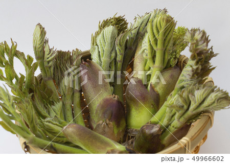 タラの芽 タラの芽 49966602