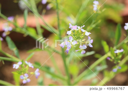 ダイコンの花 ダイコンの花 49966767