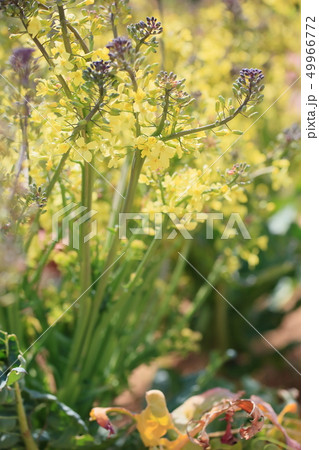 カリフラワーの花 49966772