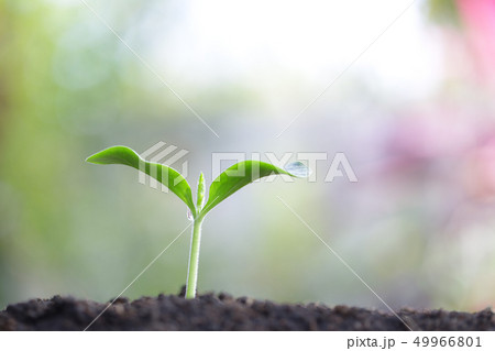 Growing green sapling plant  49966801