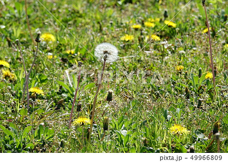 タンポポ　（浦公英） 49966809