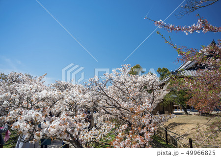 おむろ桜の咲く仁和寺 49966825