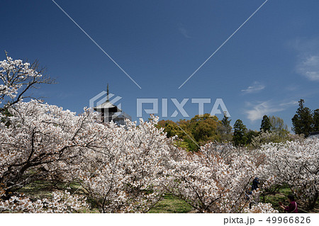 おむろ桜の咲く仁和寺 おむろ桜の咲く仁和寺 49966826