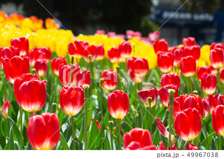 横浜公園のチューリップ 49967038