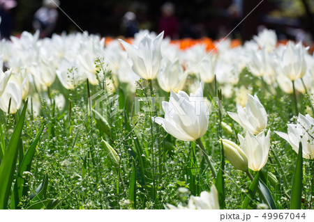 横浜公園のチューリップ 横浜公園のチューリップ 49967044