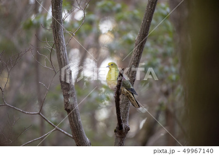 アオバト 49967140