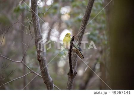 アオバト 49967141