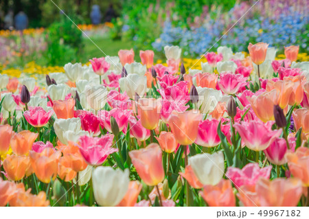 春の花畑の写真素材