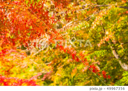 Beautiful red and green maple leaf on tree Beautiful red and green maple leaf on tree 49967356