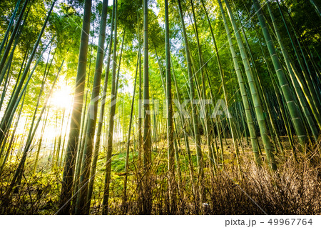 Beautiful landscape of bamboo grove in the forest at Arashiyama kyoto Beautiful landscape of bamboo grove in the forest at Arashiyama kyoto 49967764