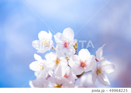 さくら 49968225