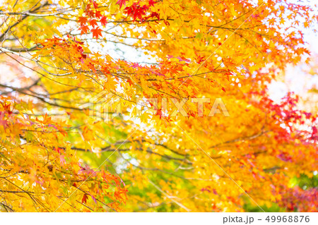 Beautiful maple leaf tree in autumn season Beautiful maple leaf tree in autumn season 49968876