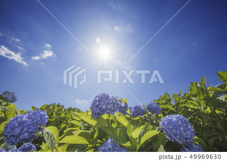 梅雨明け間近 逆光に咲く紫陽花風景の写真素材