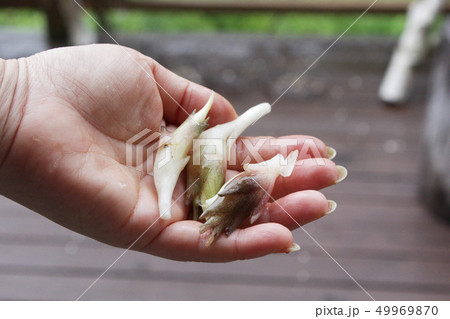 ショウガ科 ショウガ属 の 多年草 ミョウガ 49969870