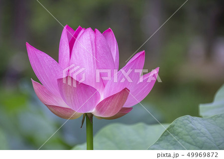 スイレン科スイレン属 水生多年草 睡蓮 Water lily 開きかけ スイレン科スイレン属 水生多年草 睡蓮 Water lily 開きかけ 49969872