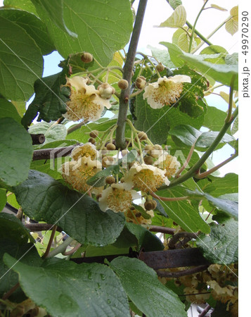 キウイフルーツの花 キウイフルーツの花 49970290
