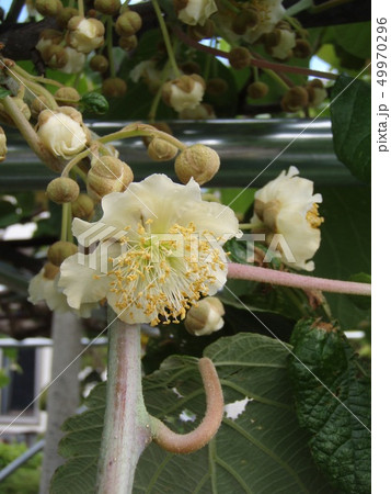 キウイフルーツの花 キウイフルーツの花 49970296