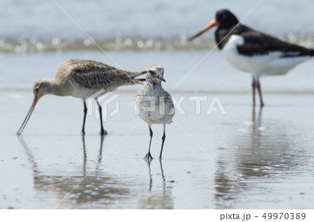 ダイゼン(シギ、ミヤコドリと) ダイゼン(シギ、ミヤコドリと) 49970389