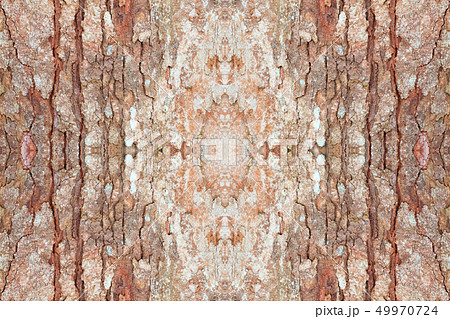 tree bark texture pattern. wood rind tree bark texture pattern. wood rind 49970724