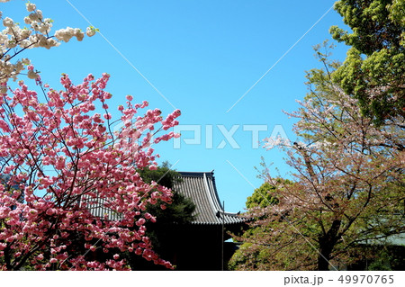上野公園風景 上野公園風景 49970765