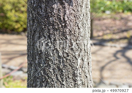 シダレザクラ:枝垂桜(バラ科)木肌・木膚・木のはだ・外皮・樹皮・木目・花・芽・実) シダレザクラ:枝垂桜(バラ科)木肌・木膚・木のはだ・外皮・樹皮・木目・花・芽・実) 49970927