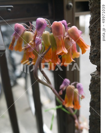 ハカラメの花の写真素材