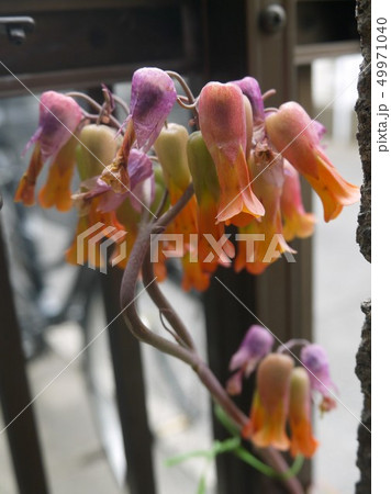 ハカラメの花の写真素材