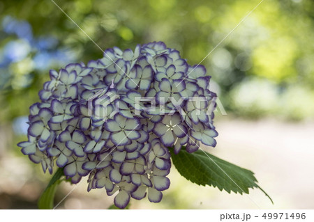 花回廊のあじさい 花回廊のあじさい 49971496