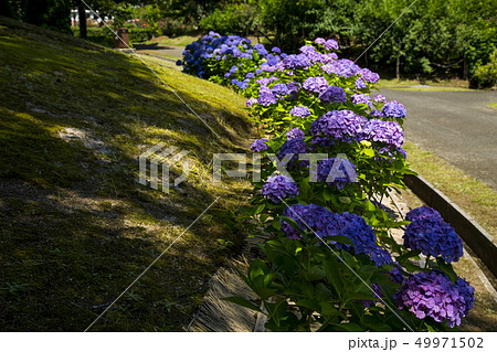 花回廊のあじさい 49971502