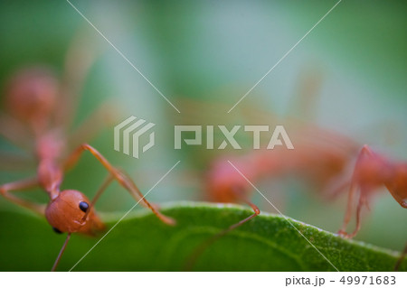 Ants macro on green leaves Ants macro on green leaves 49971683