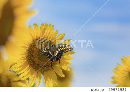 ひまわりとチョウ 49971921